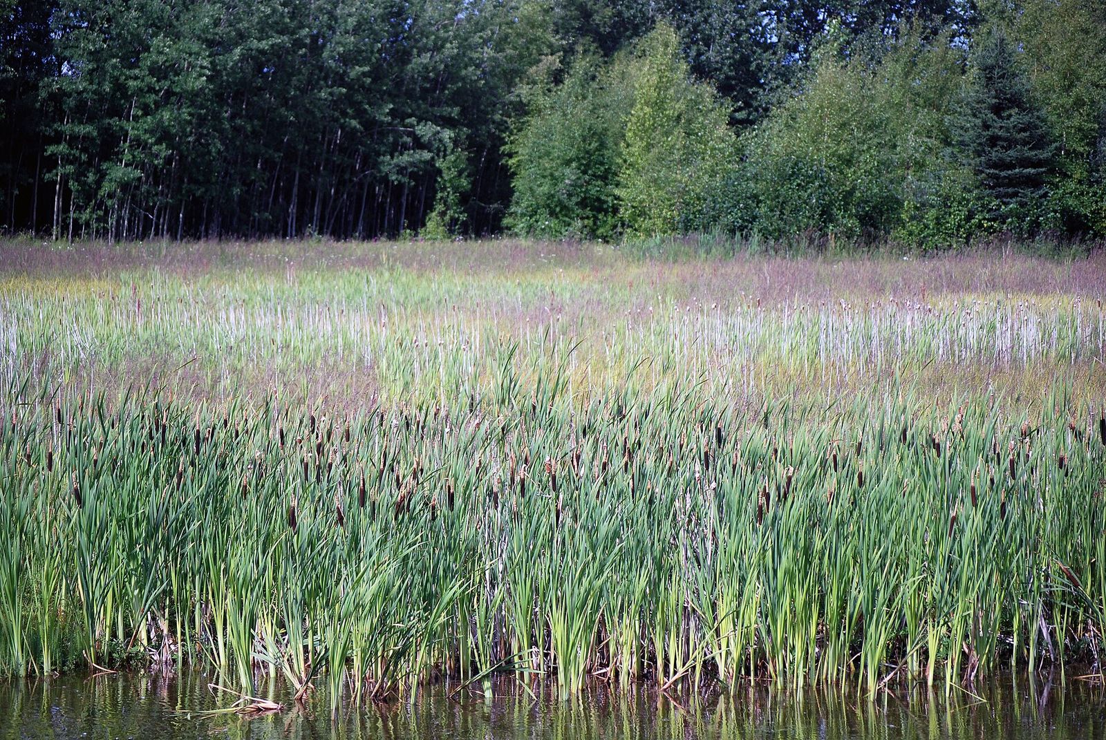 Tall cattails in a wetland beside the Tony Knowles Coastal Trail in Anchorage, with a line of trees behind