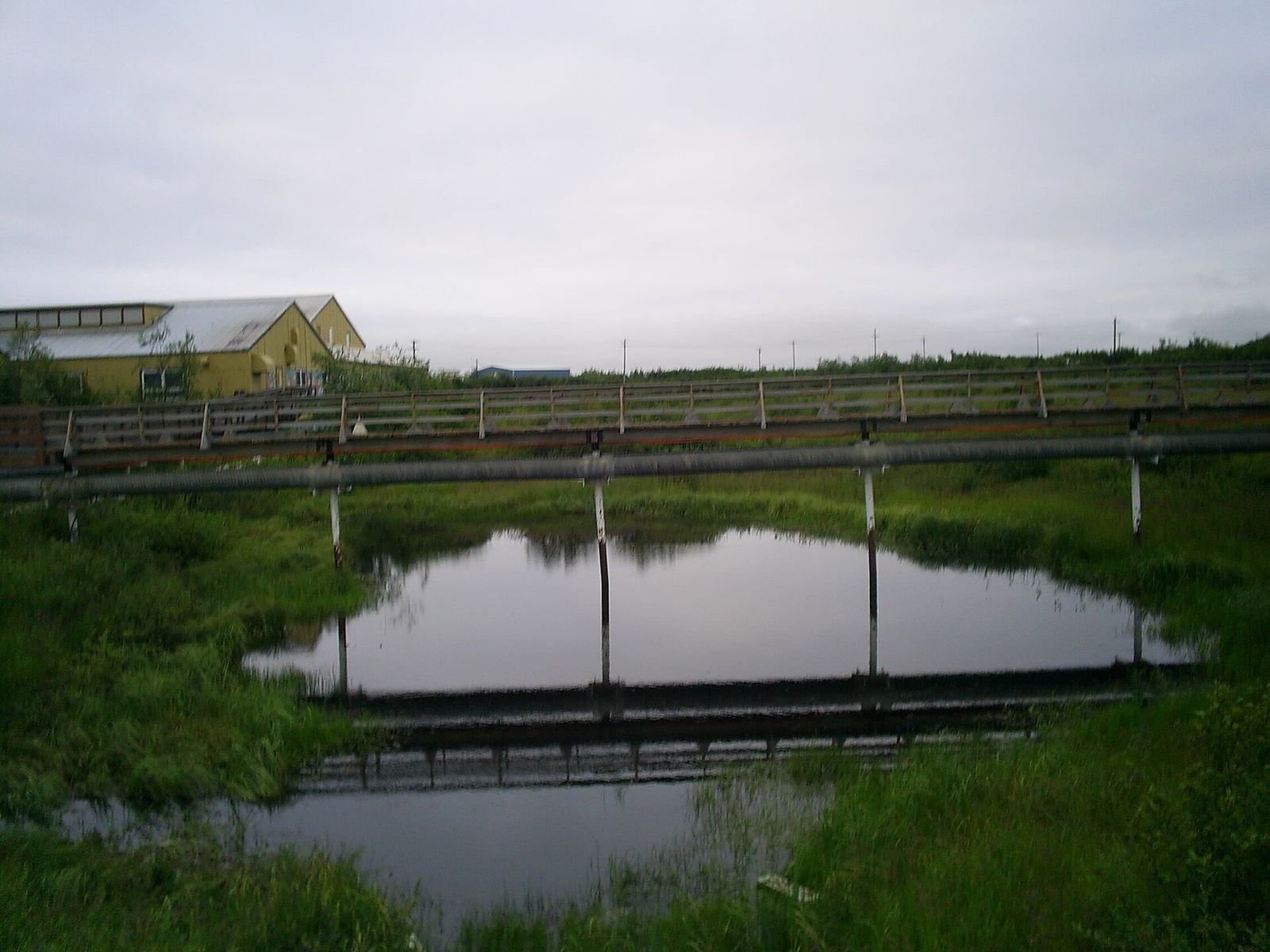 A wooden walkway crossing a tundra pond in Bethel on a cloudy summer day