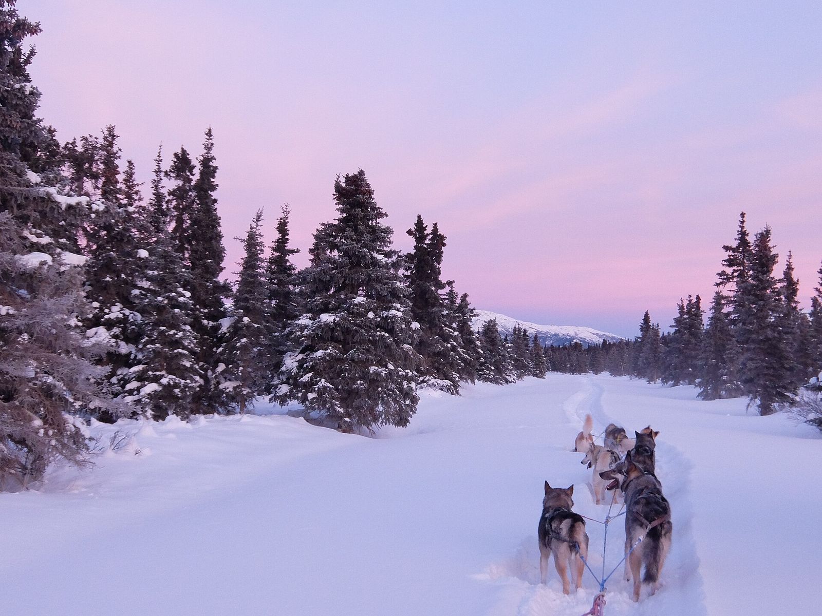 A dog team pulling a sled along a snowy trail through spruce trees under a pink winter sky