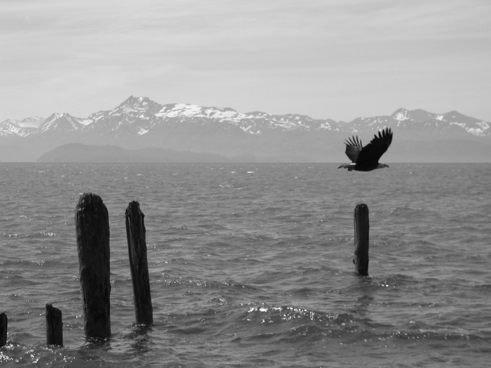 Black and white photo of a bald eagle flying over old pilings in Kachemak Bay at Homer