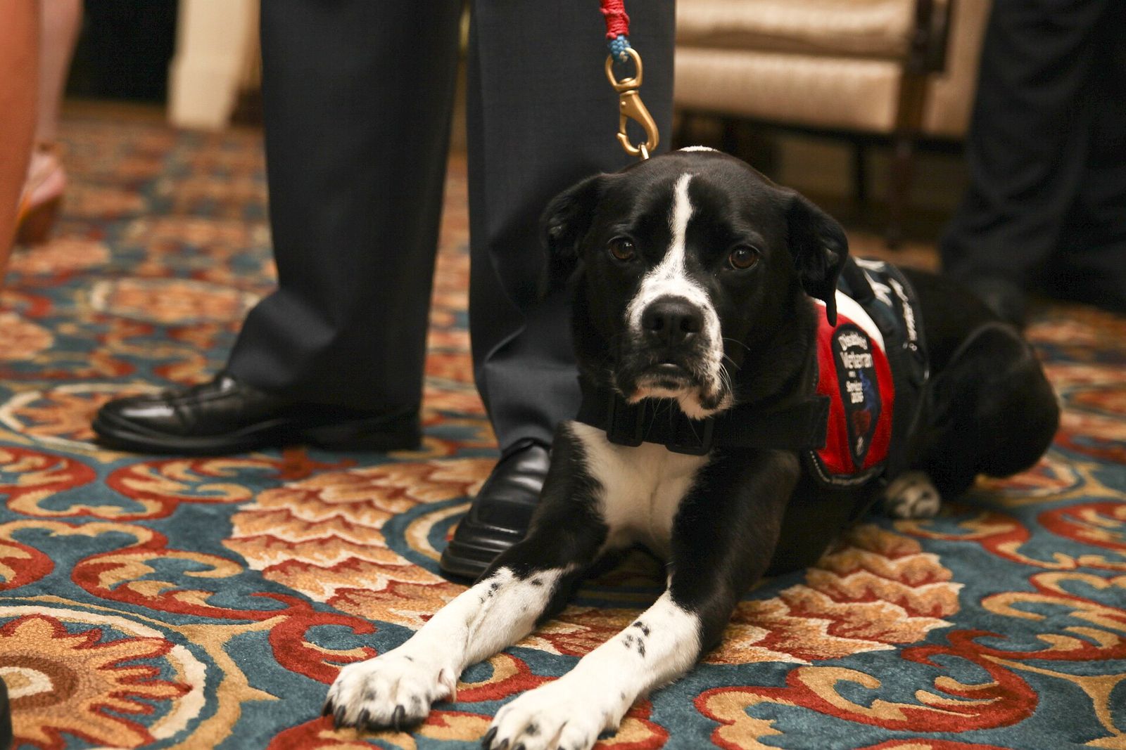 A black and white service dog in a red vest lying on a patterned carpet at its handler's feet