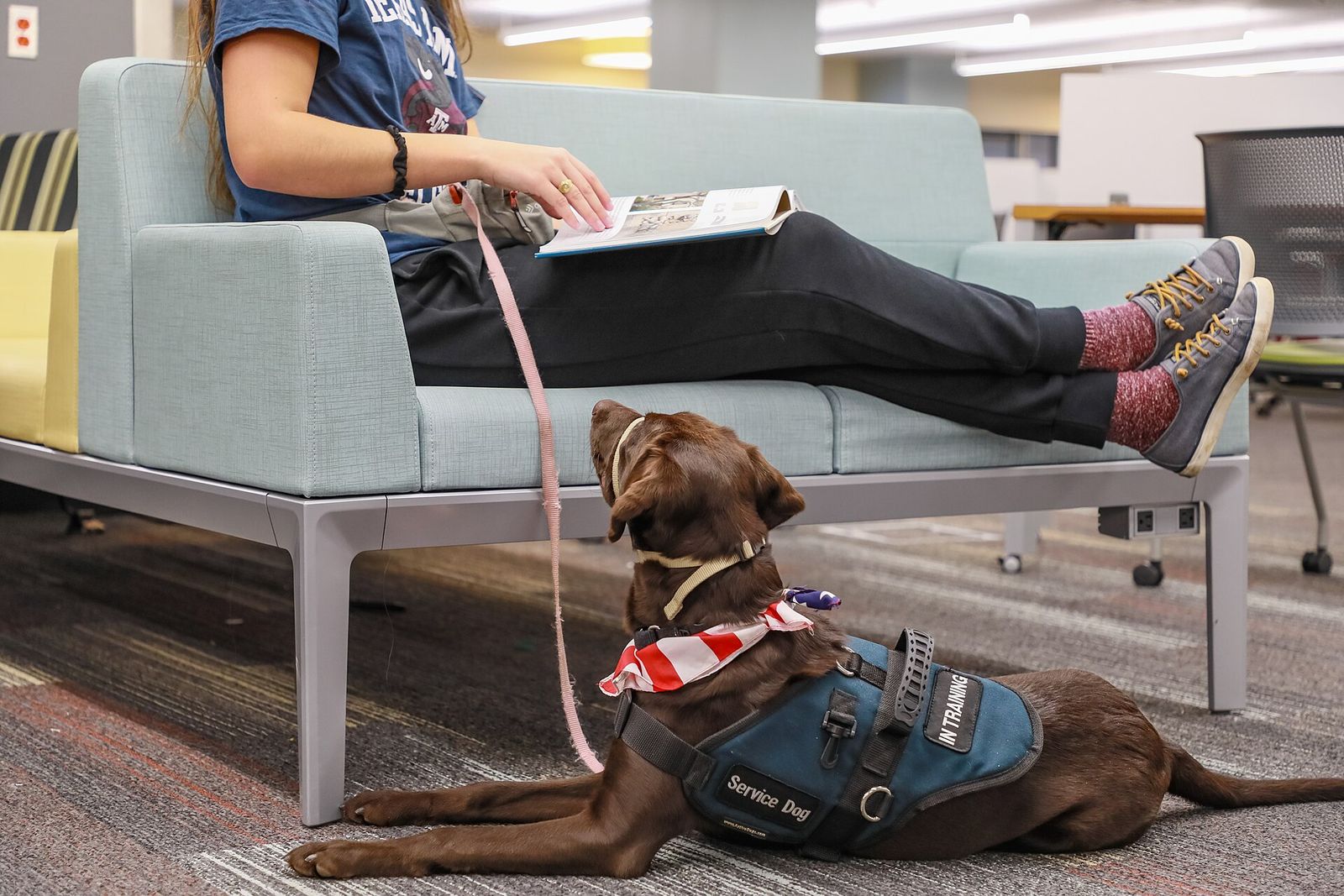 A brown service dog in a vest lying on the floor beside its handler, who sits reading on a sofa
