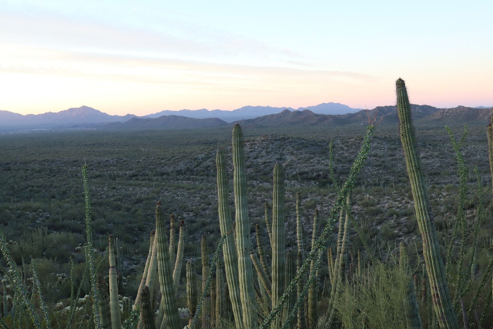 First light over the cactus-covered desert at Organ Pipe Cactus National Monument in southern Arizona