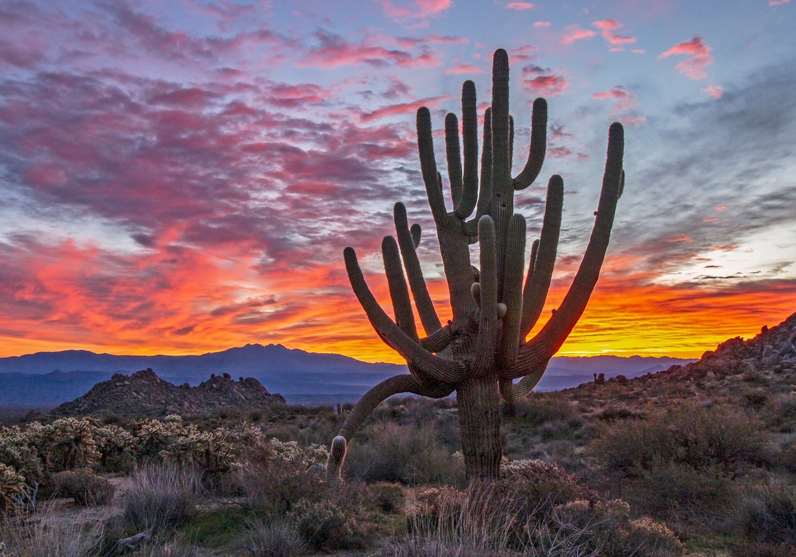 An old saguaro with many arms silhouetted against a pink and orange sunrise in a desert preserve near Phoenix