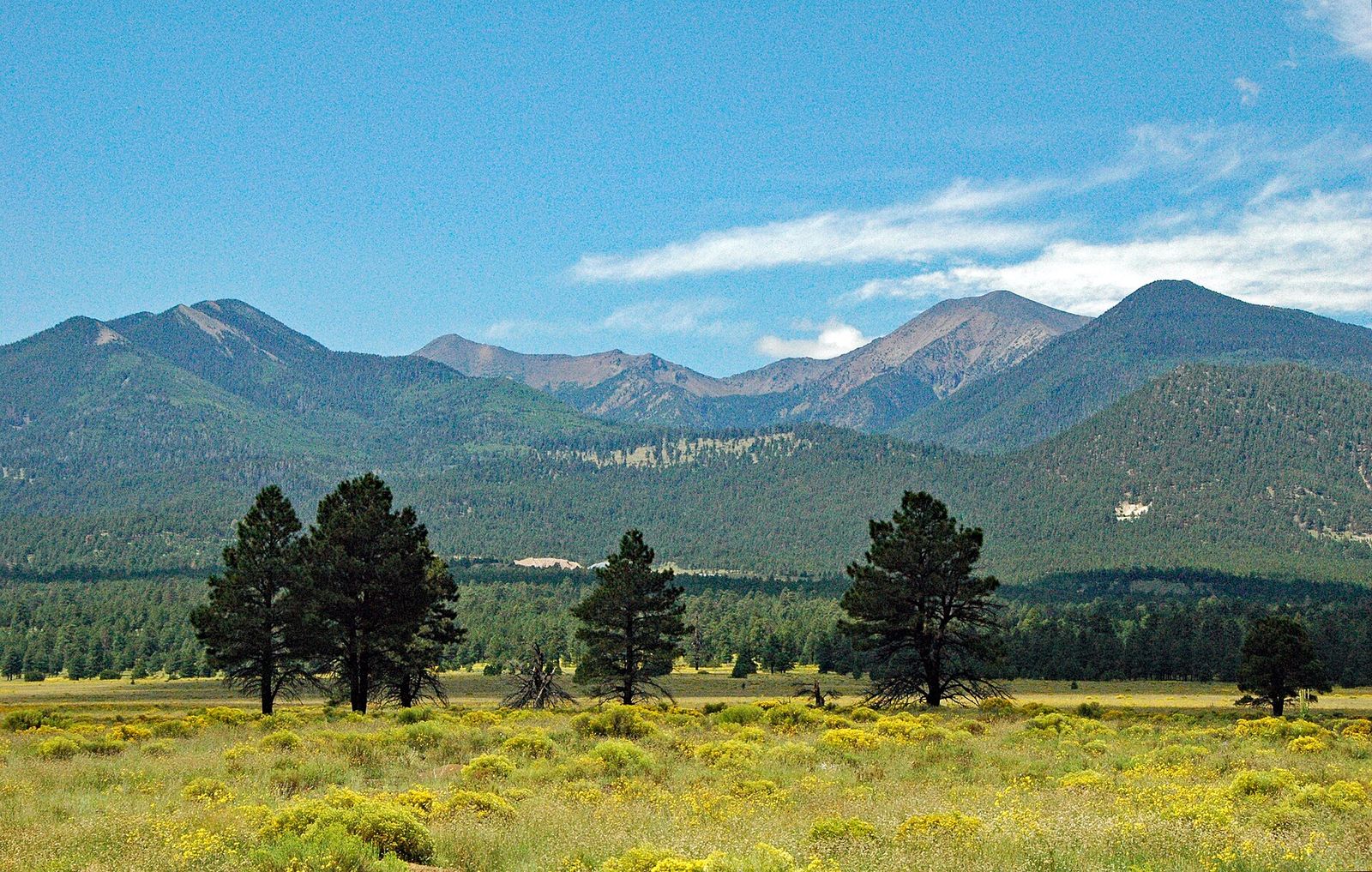 The San Francisco Peaks rising above pine trees and a green meadow north of Flagstaff