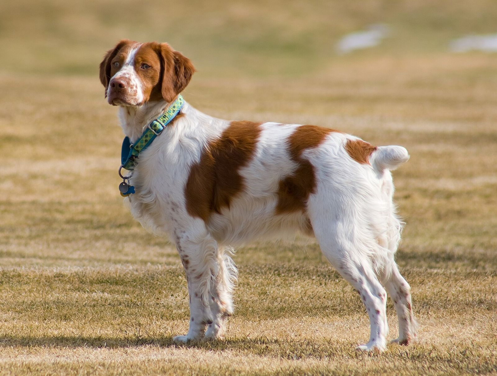 A brown and white Brittany spaniel standing on dry grass, wearing a collar