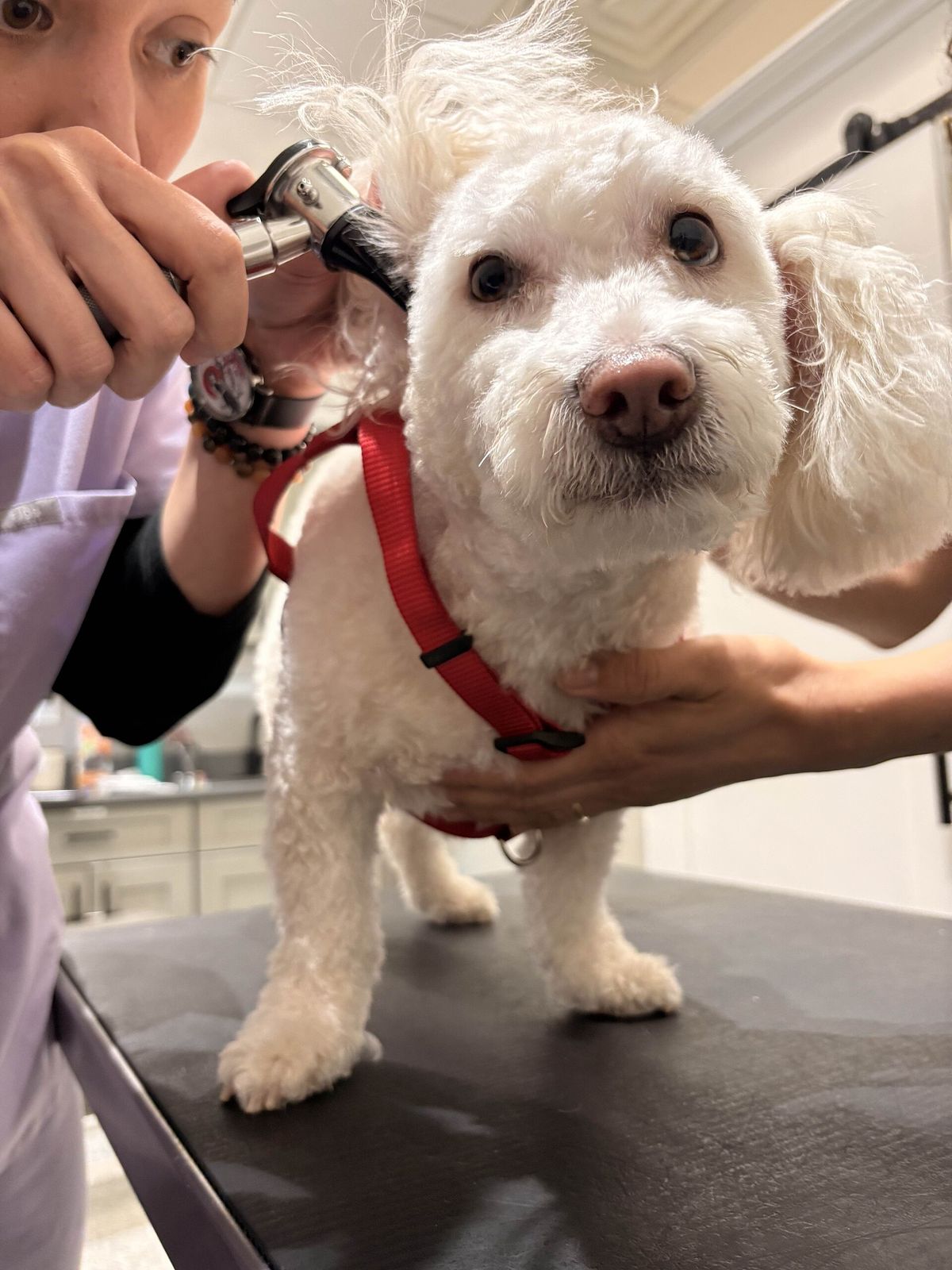A small white dog with a red harness having its ear checked with an otoscope at a veterinary clinic