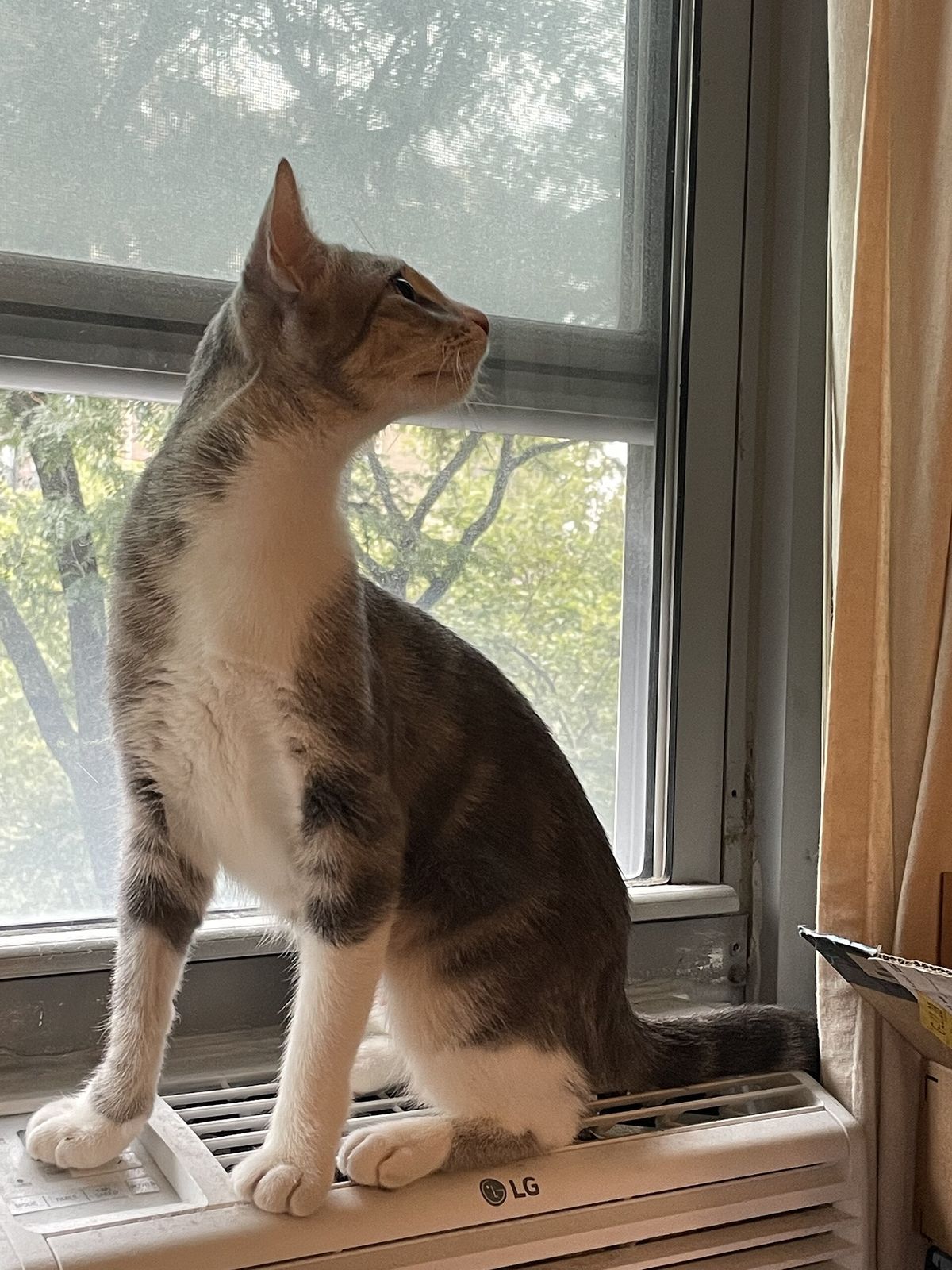 A gray tabby cat sitting upright on a window air conditioner and looking outside
