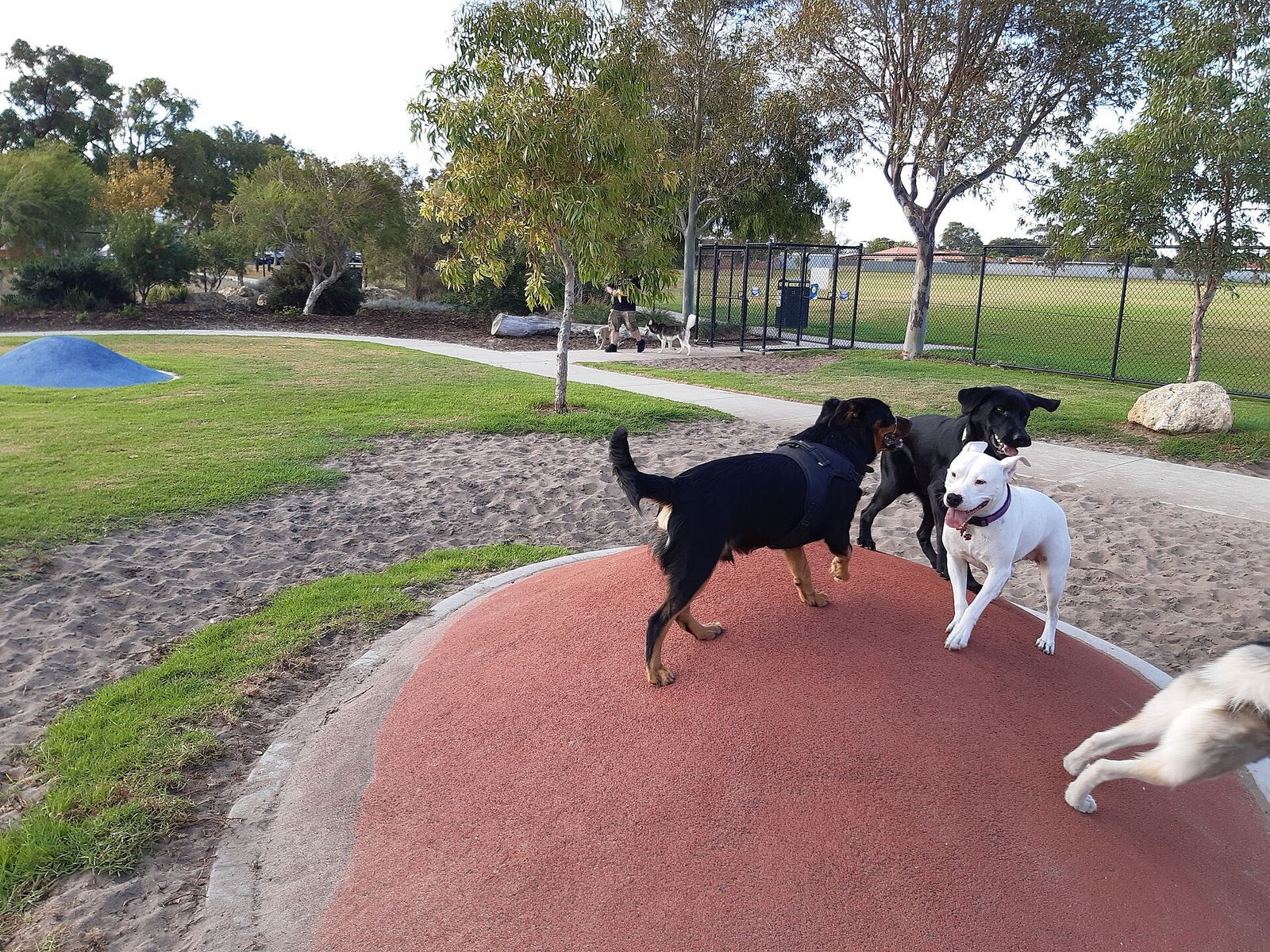 Two dogs playing on a red mound inside an enclosed off-leash dog park