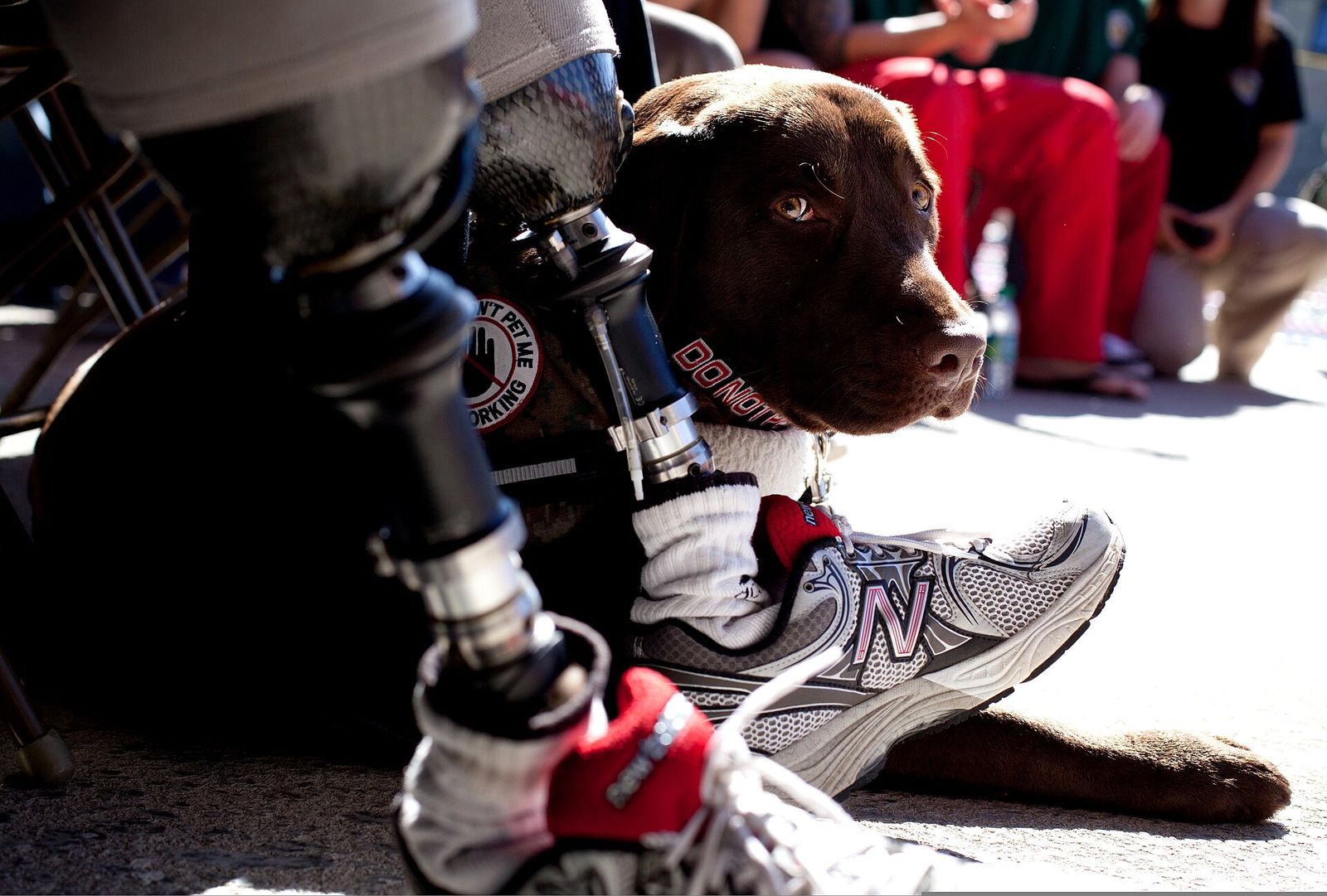 A service dog lying beside its handler's prosthetic leg