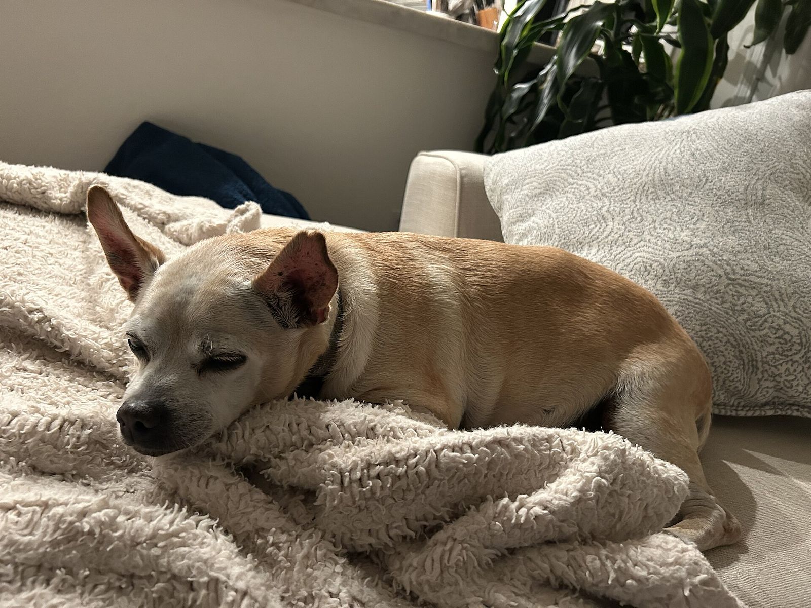 A small tan dog asleep on a soft blanket on a couch