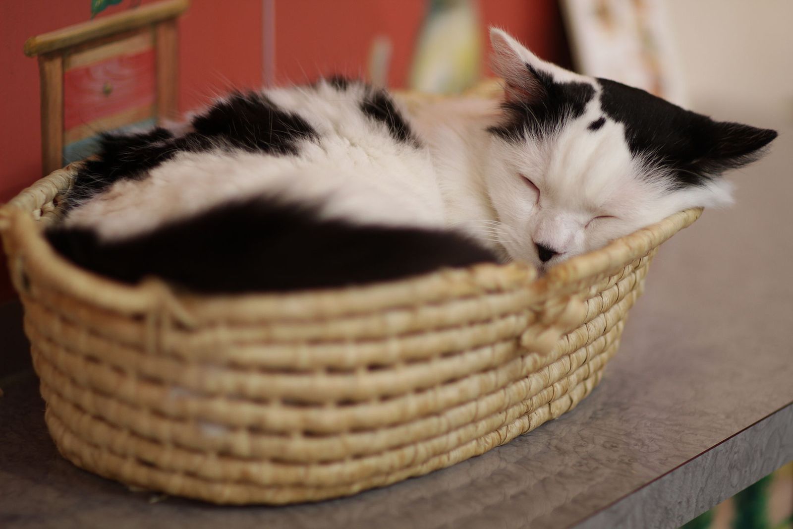 A black and white cat curled up asleep in a woven basket