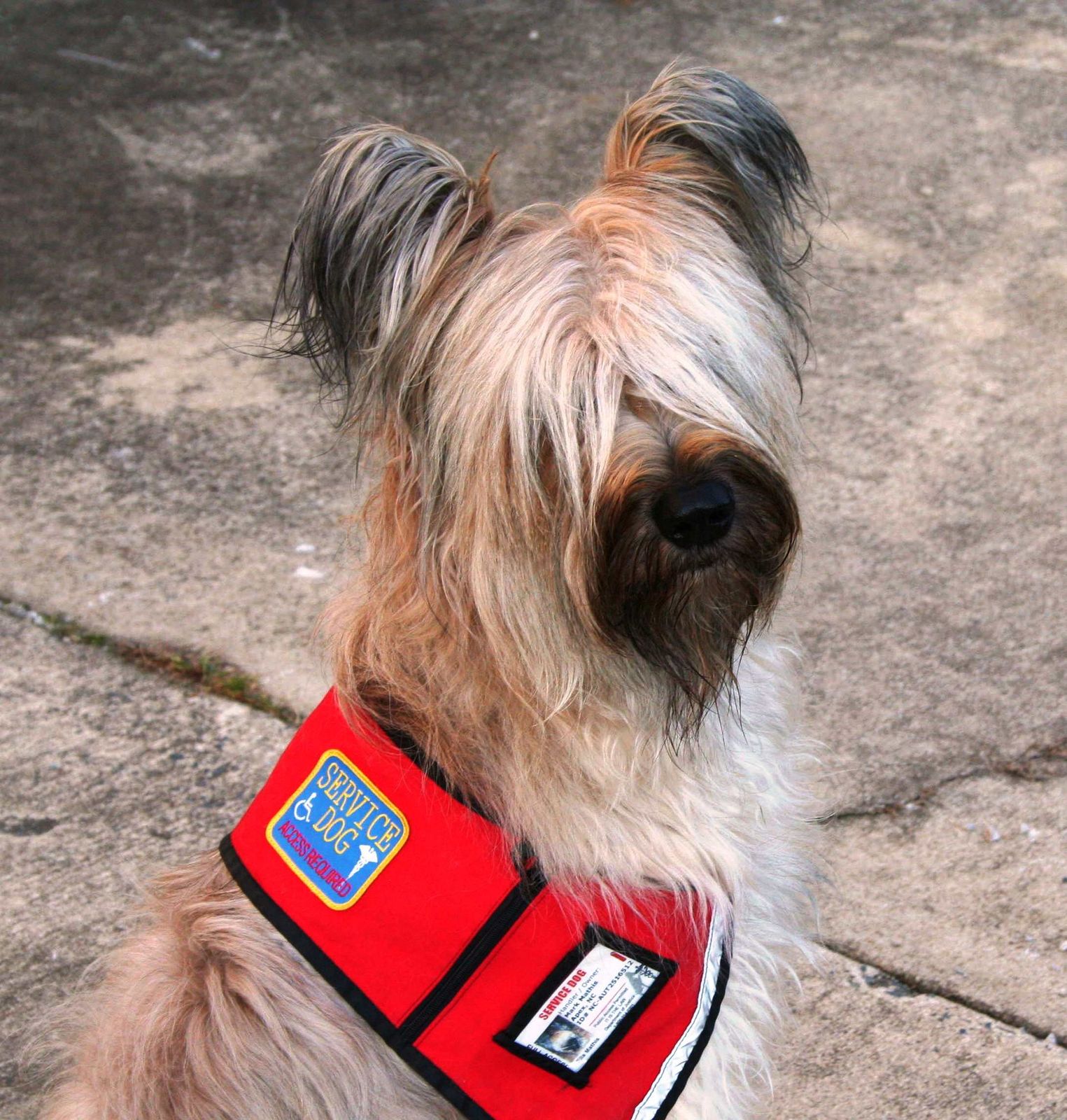 A shaggy Briard service dog wearing a red service vest