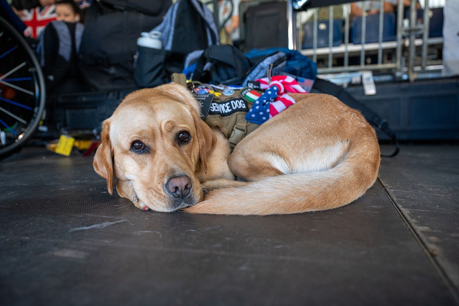 Holli, a Team U.S. service dog, lying patiently during an Invictus Games archery event