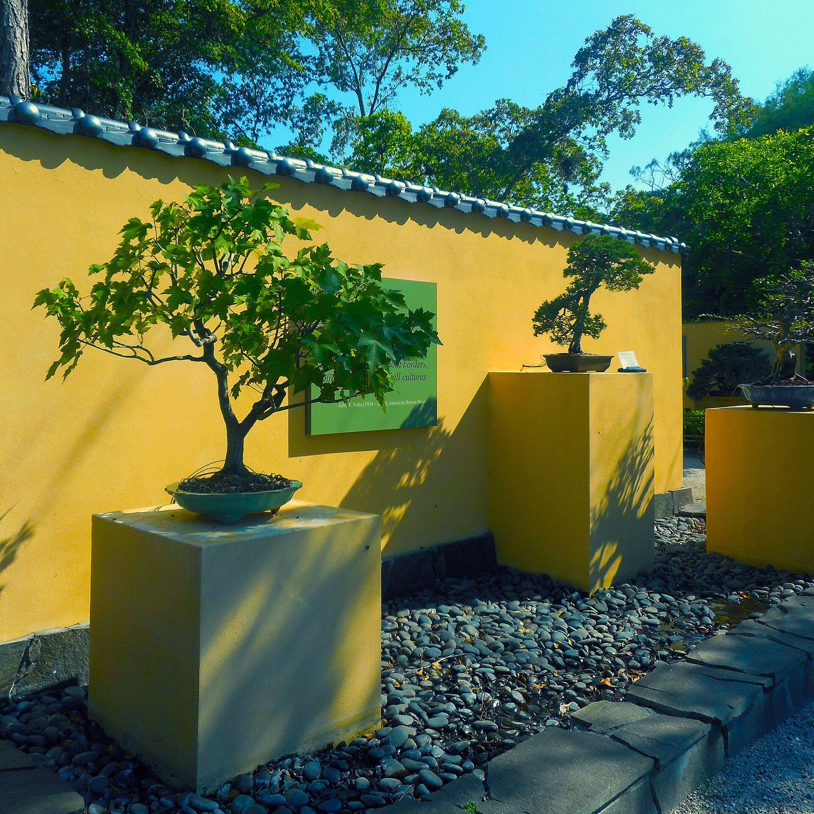 Bonsai trees on square stands in front of a bright yellow wall at the Morikami Museum and Japanese Gardens