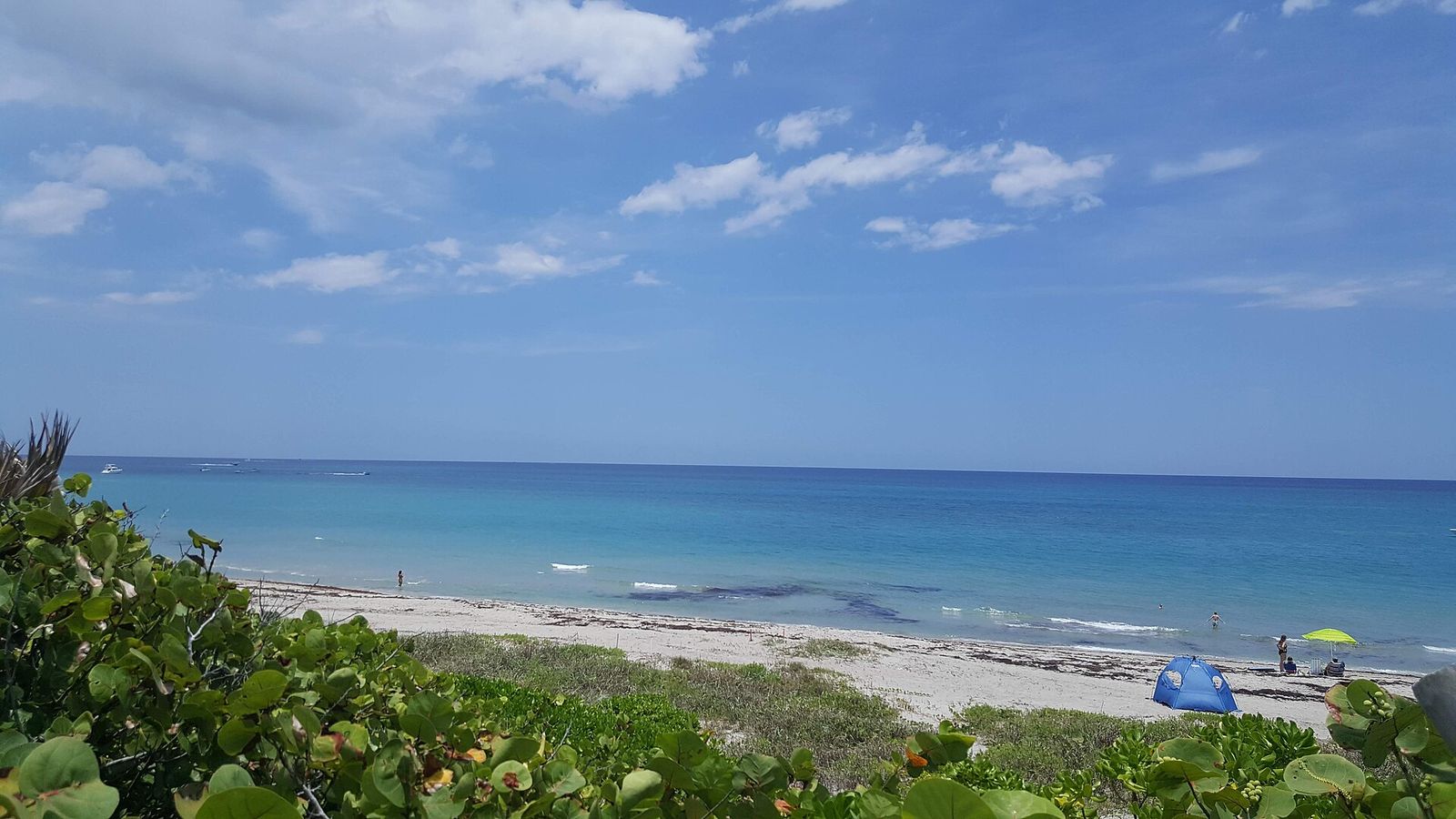 Turquoise water and a quiet stretch of sand beyond low dune plants at crossover 38 on Jupiter's dog beach