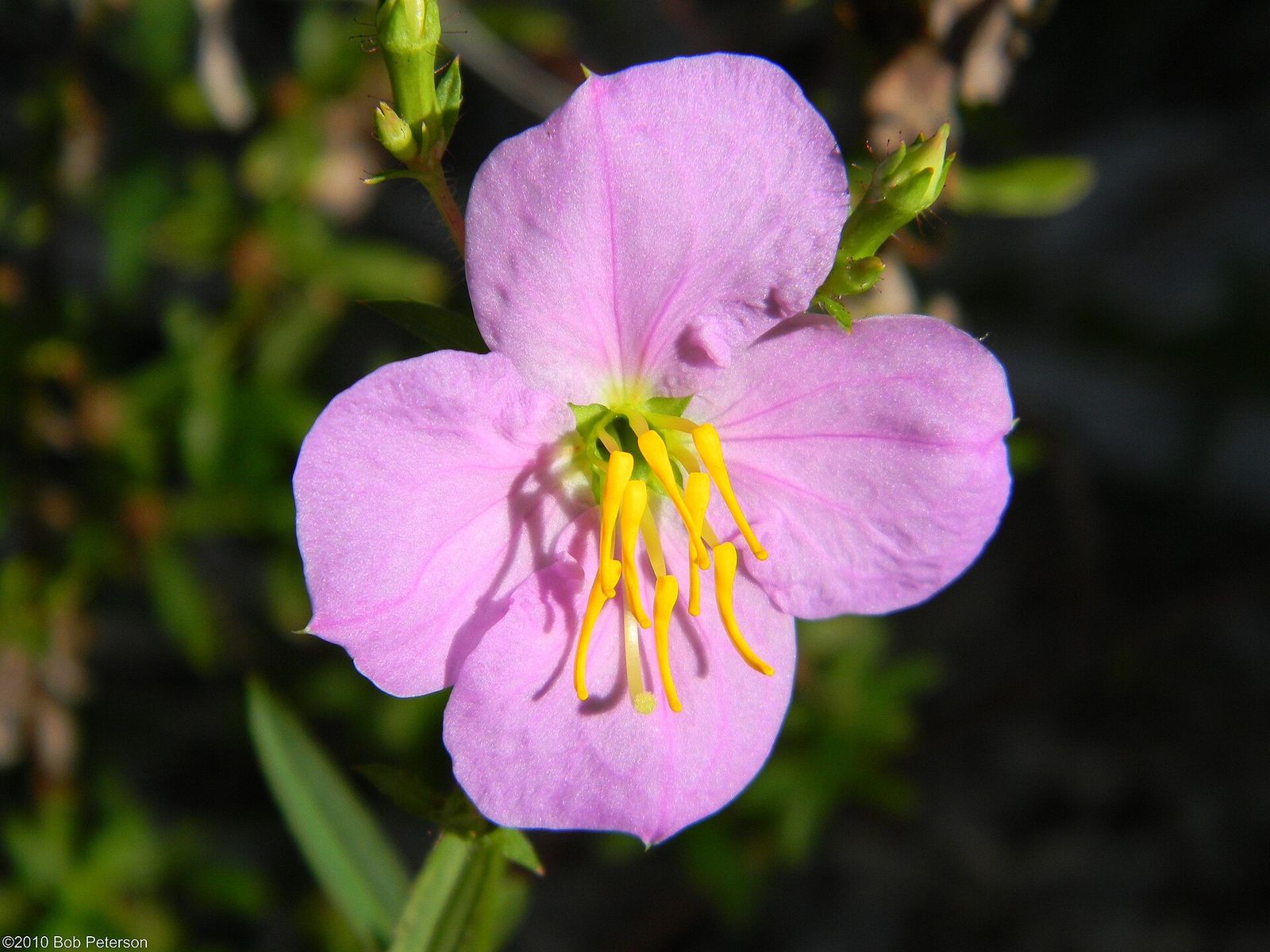 A pink pale meadow beauty wildflower with curved yellow stamens in Frenchman's Forest Natural Area
