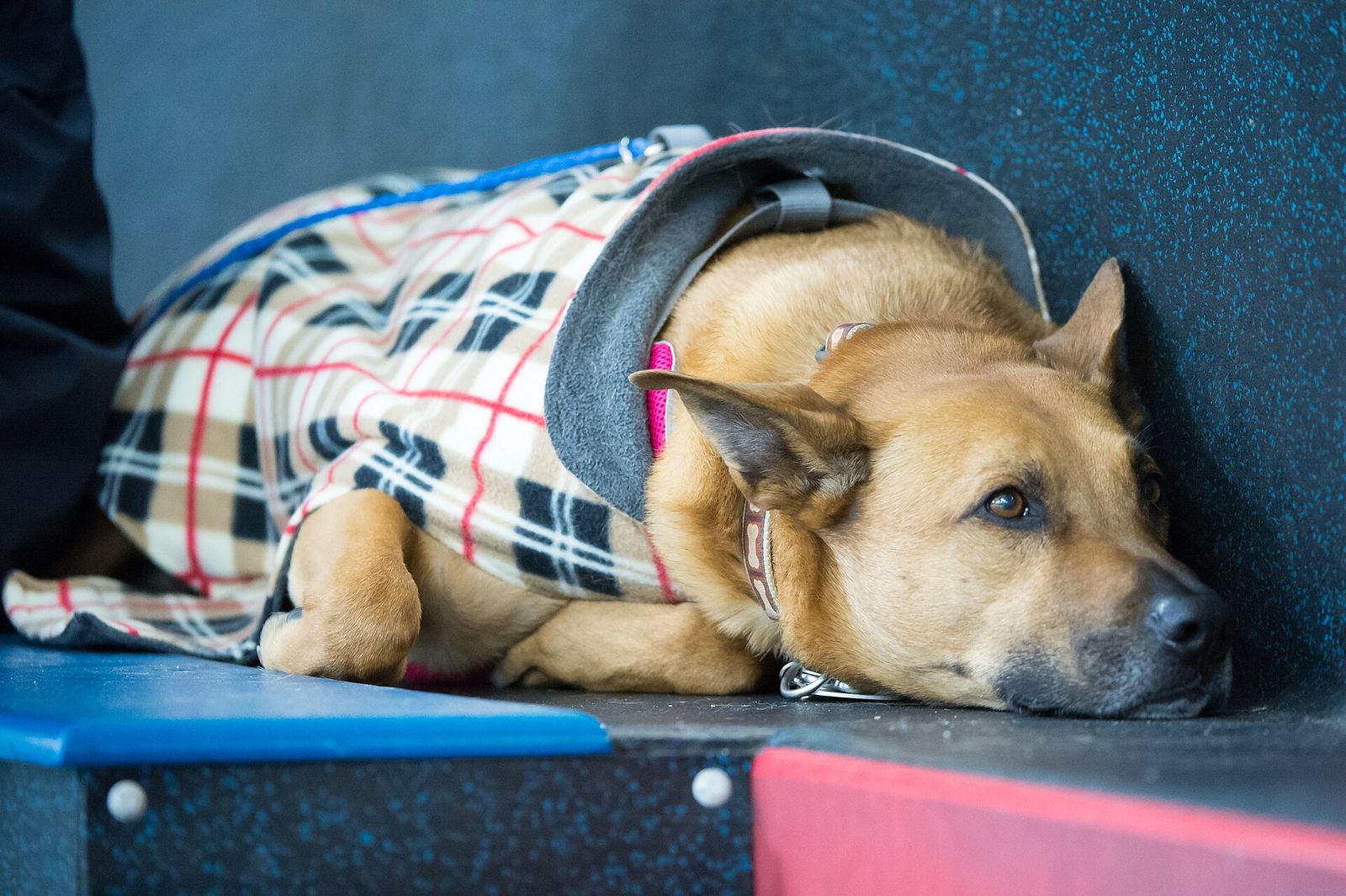 A tan service dog in training wearing a plaid jacket, resting its head on a blue seat