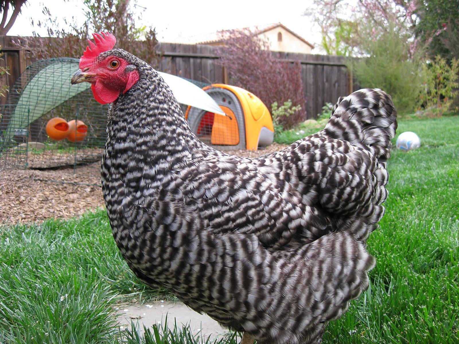 A black and white barred hen standing on grass in a small backyard flock area