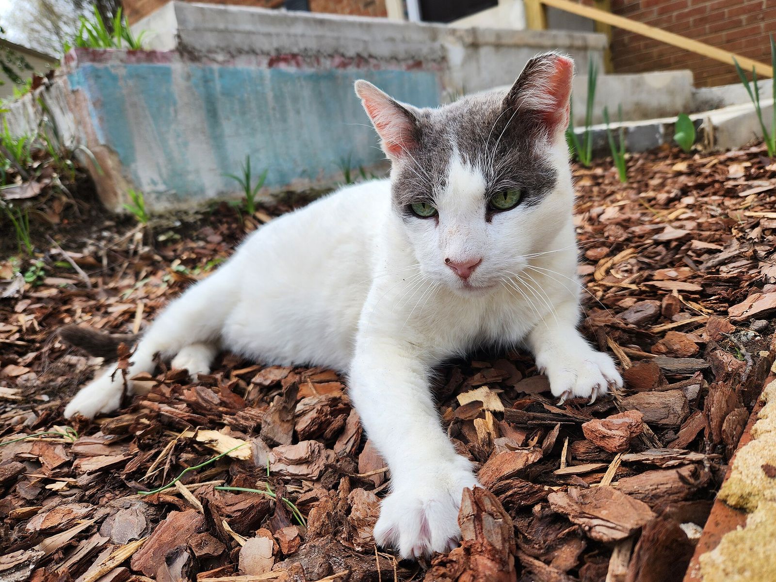 A white and gray community cat resting on wood mulch beside a low wall