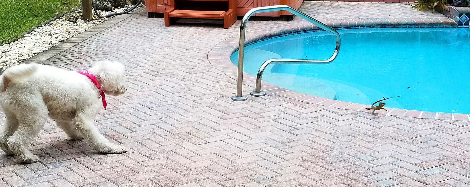 A curly white poodle-cross dog meeting a small brown basilisk lizard on a brick pool deck in a Wellington backyard