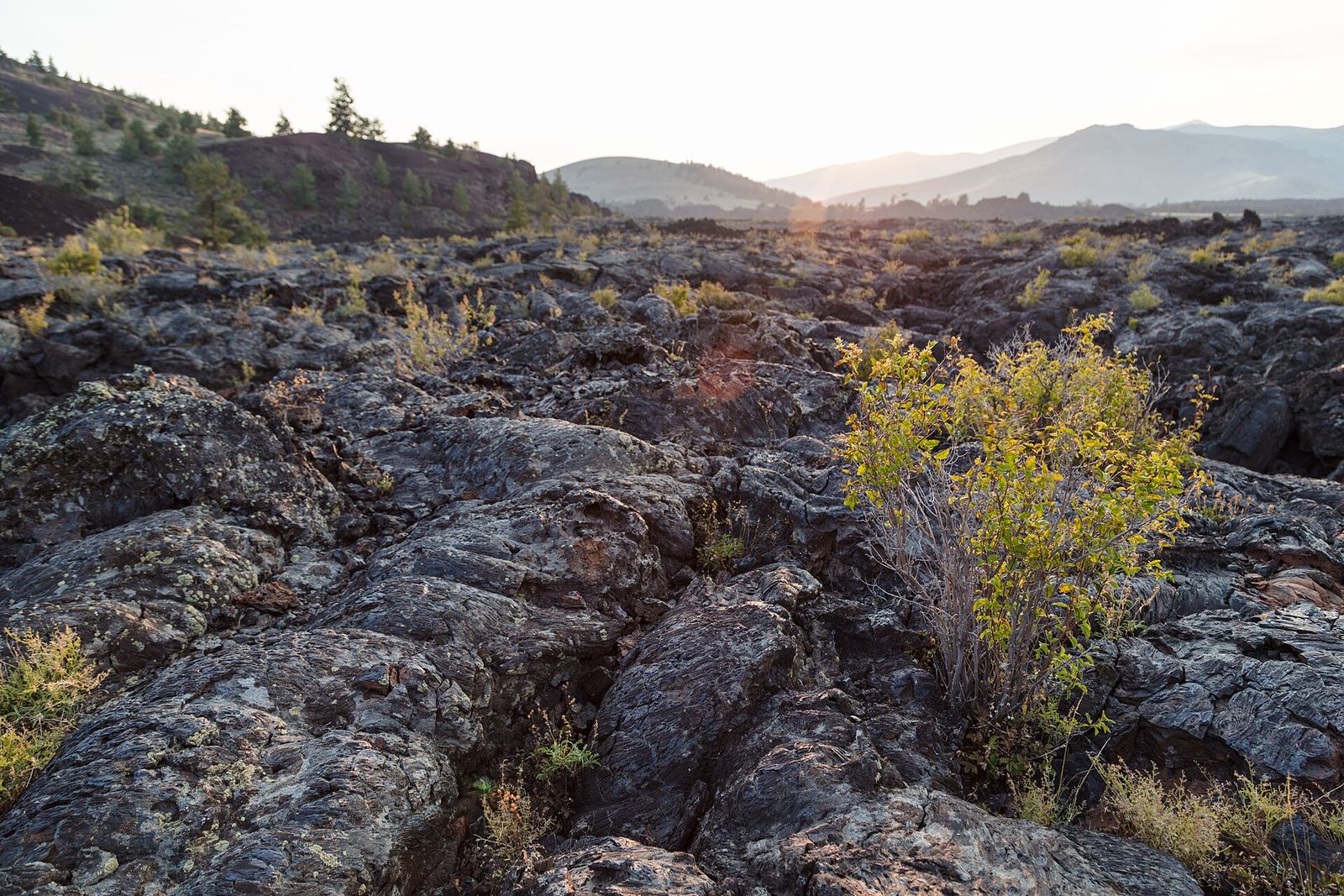 Sunlight across a rough black lava field with a green shrub at Craters of the Moon National Monument and Preserve