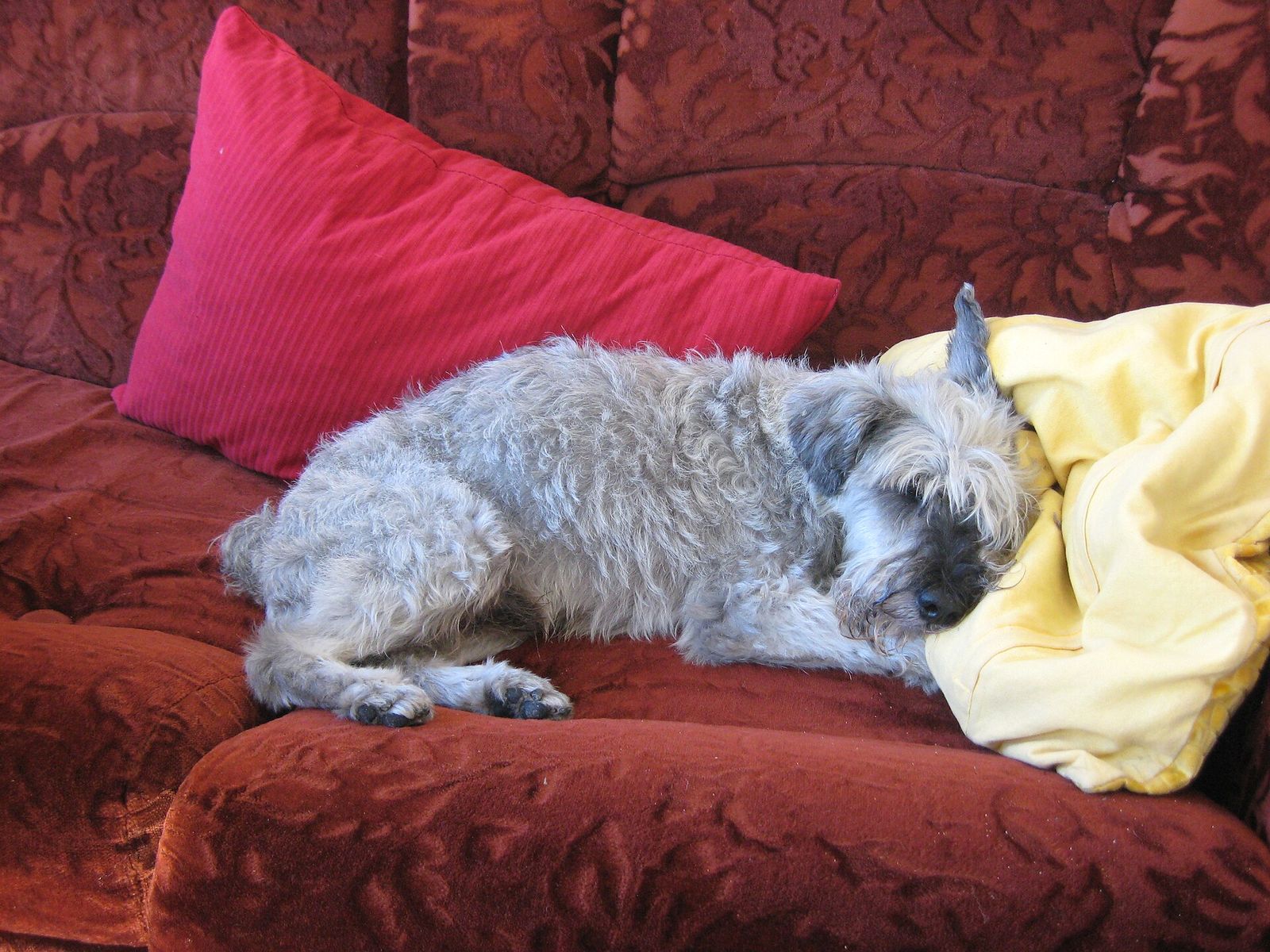 An older gray miniature schnauzer resting on a red couch beside a yellow blanket