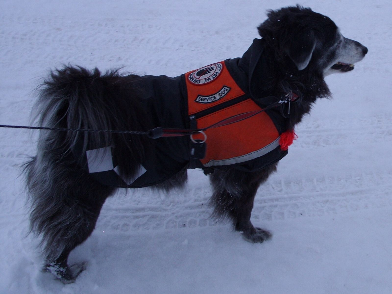 A black service dog in a bright orange vest standing in the snow