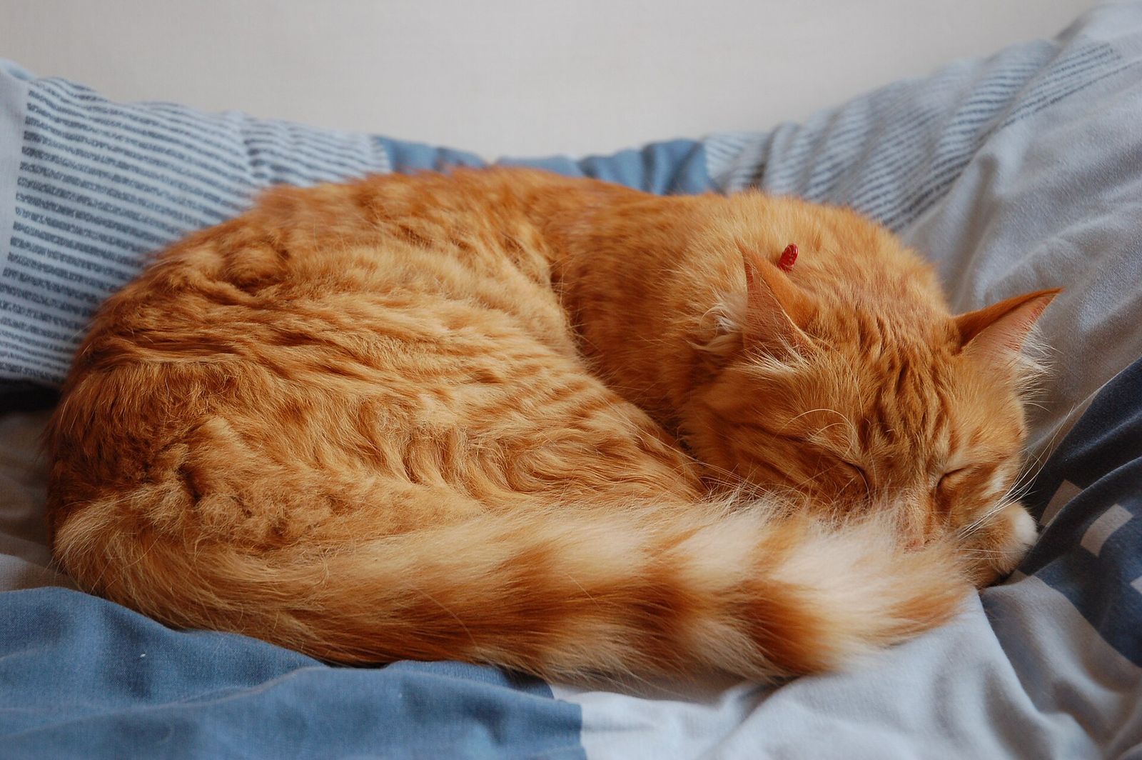 A long-haired orange tabby cat curled up asleep on a bed