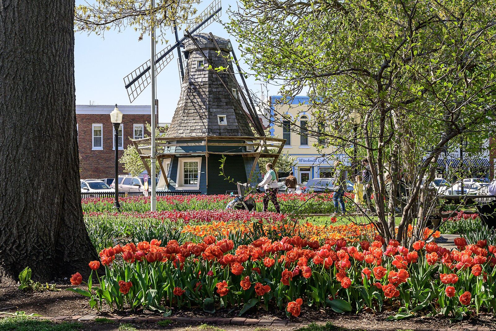 Beds of red and orange tulips in Pella, Iowa, with a Dutch-style windmill and storefronts behind them