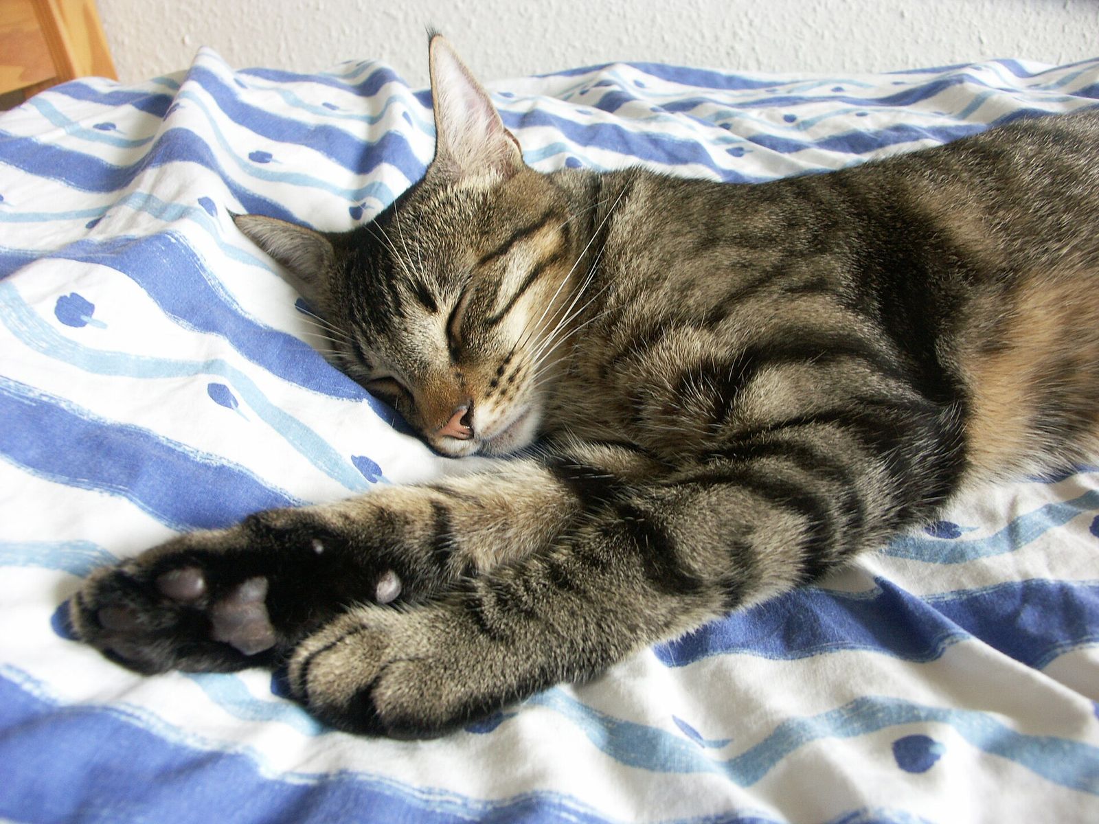 A young tabby cat stretched out asleep on blue and white striped bed sheets