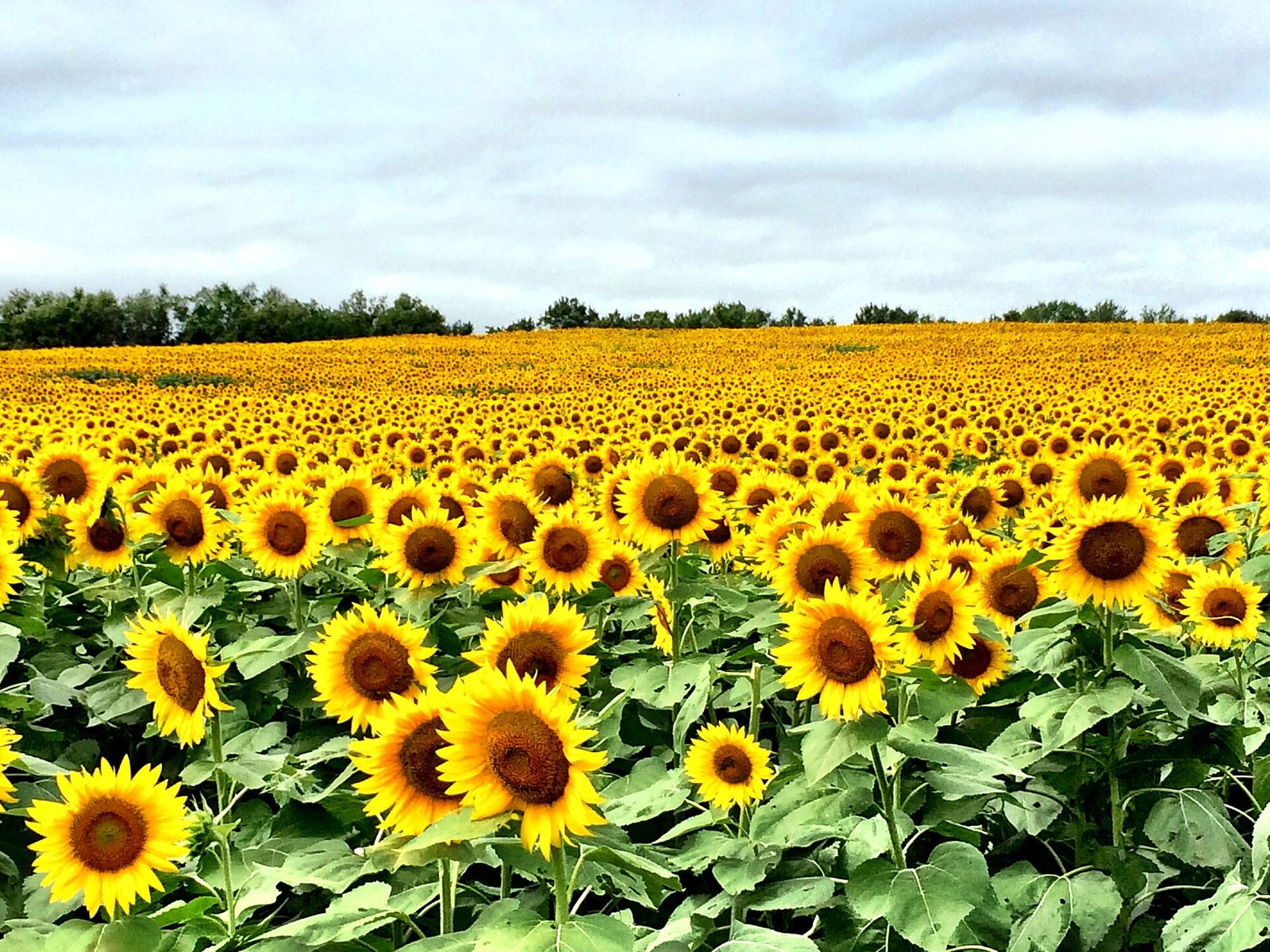 Kansas sunflowers in bloom