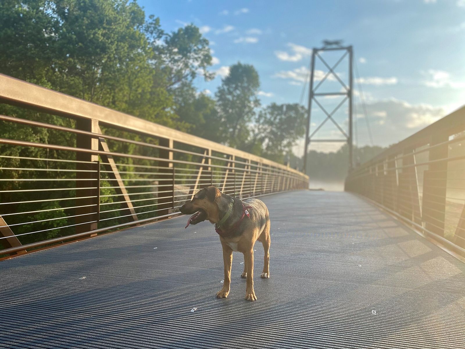 A dog standing on a suspension footbridge over the Wolf River