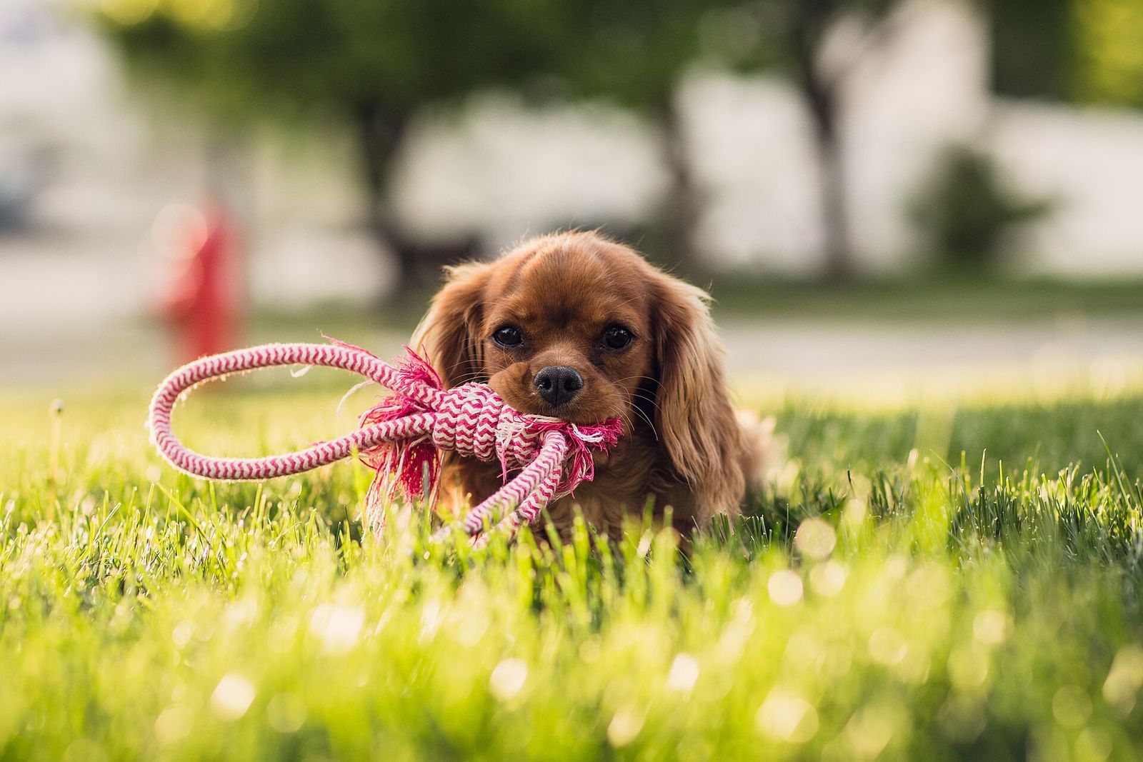 A small brown dog lying in green grass in Highland with a pink rope toy in its mouth
