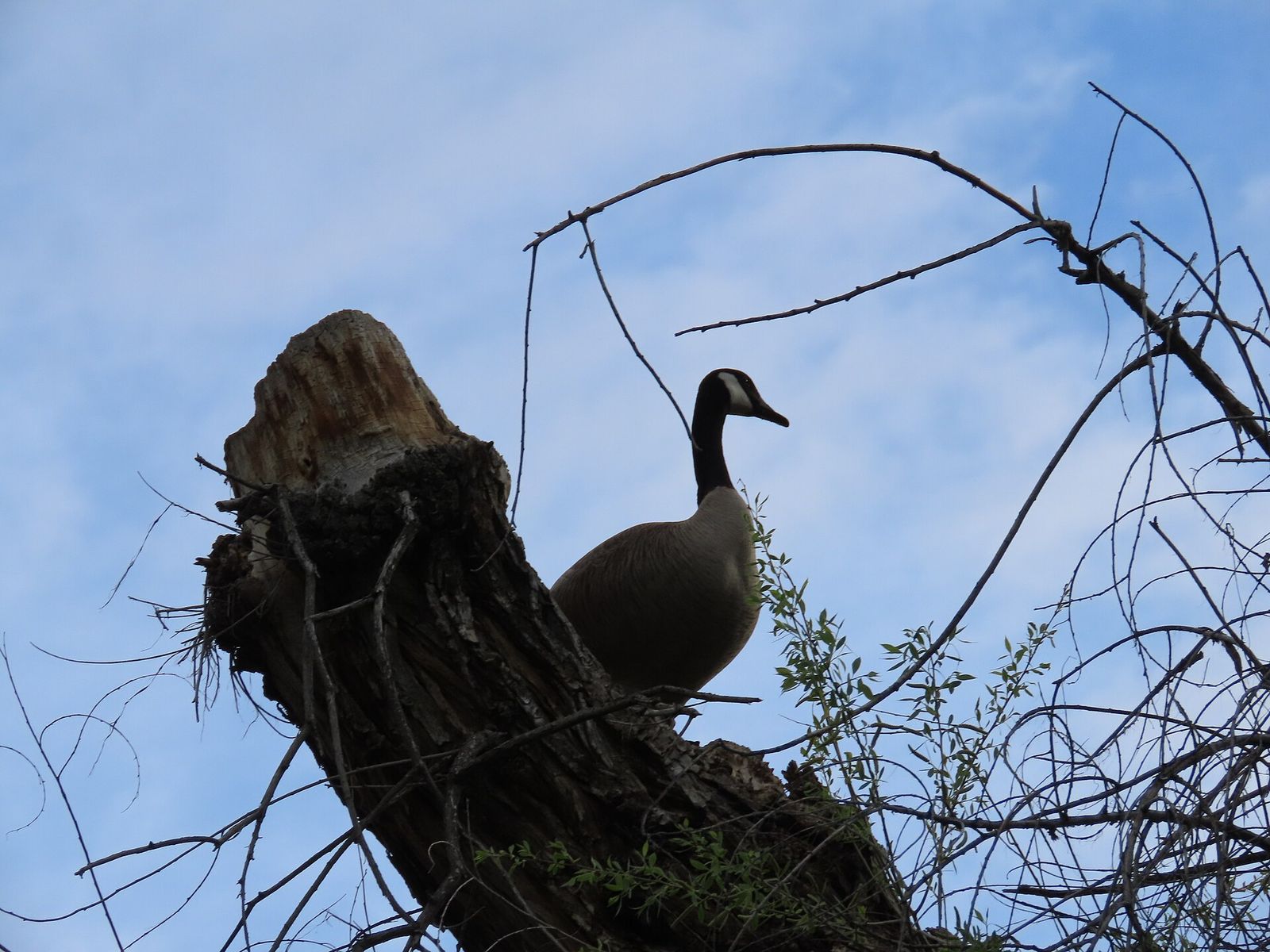 A Canada goose perched on top of a dead tree stump at Layton Commons Park against a blue sky