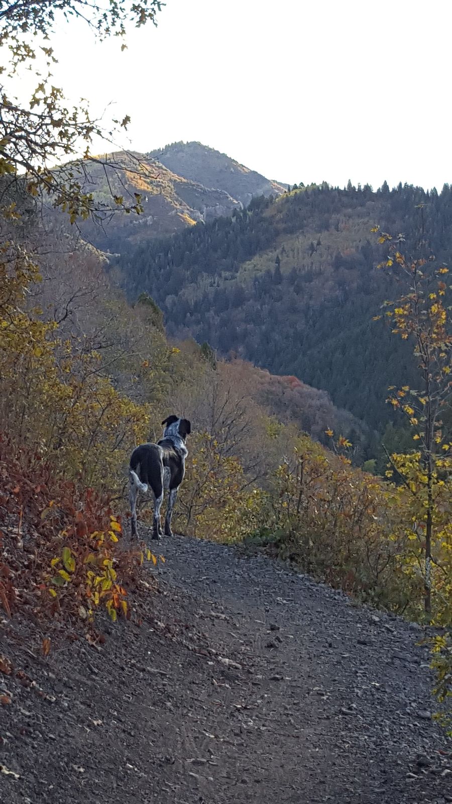 A dog on a dirt trail in Millcreek Canyon with wooded slopes and peaks behind