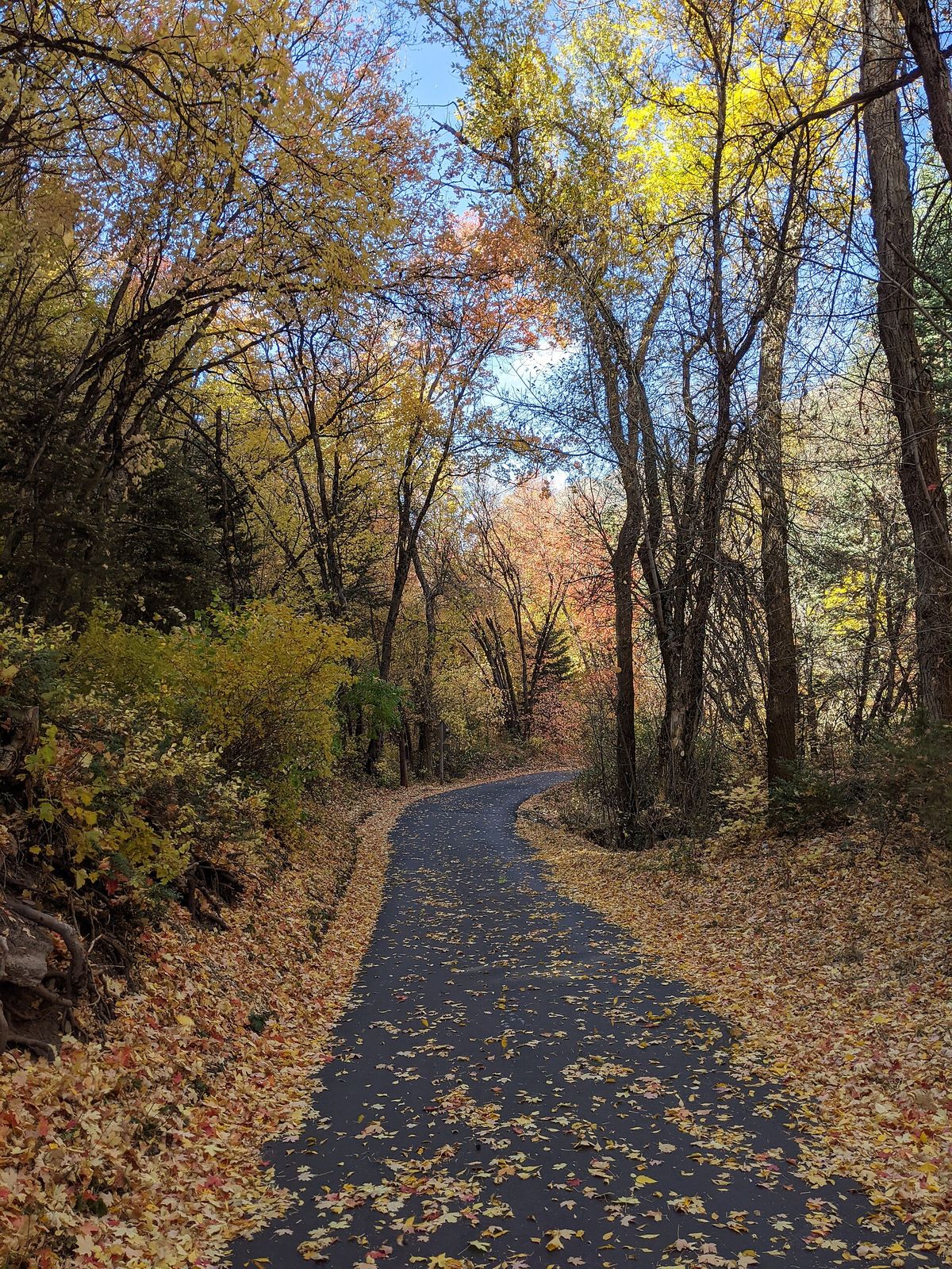 Porter Fork Road in Millcreek Canyon covered in fallen autumn leaves under yellow trees