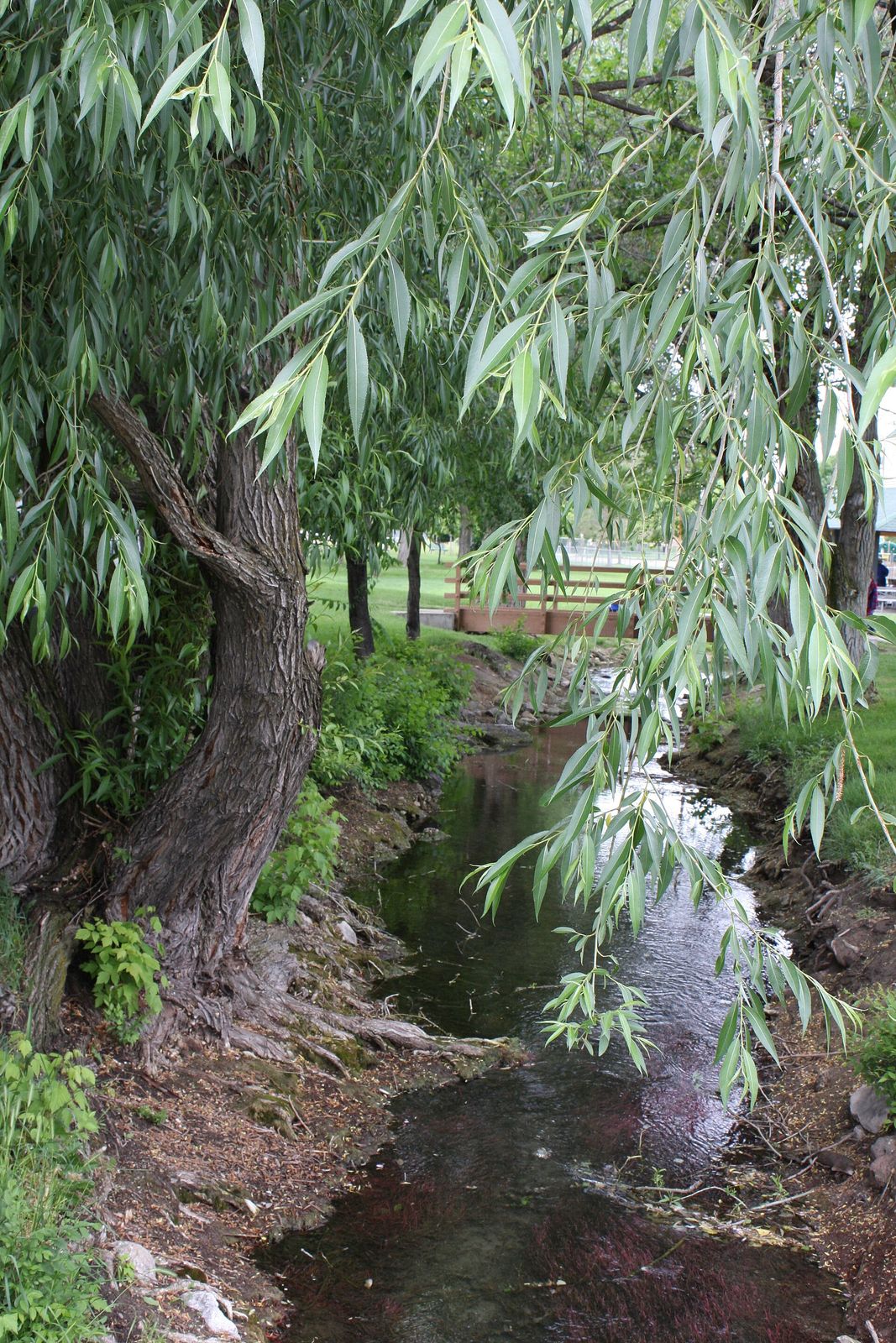 A narrow creek under willow trees at Fitts Park in South Salt Lake, seen from the park's bridge