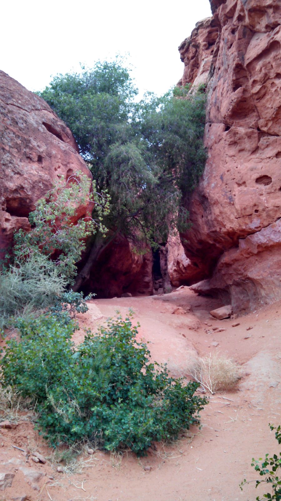 A narrow passage between red sandstone walls with green desert shrubs at Pioneer Park