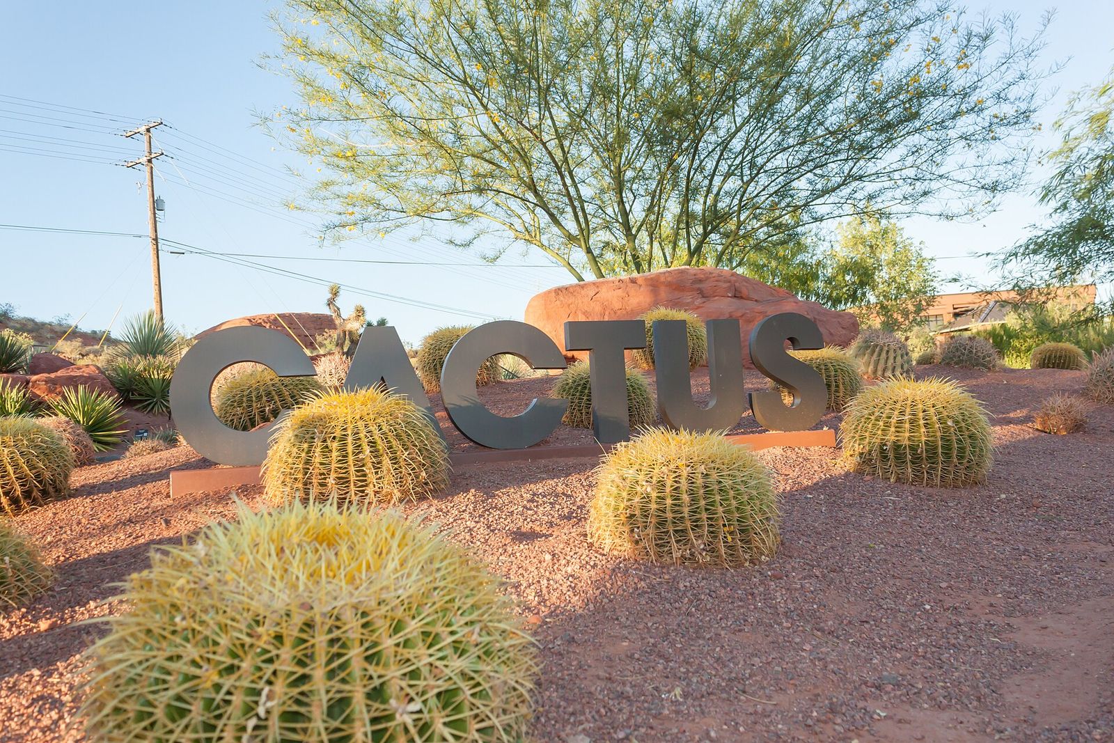 Rows of golden barrel cactus in a display bed at Red Hills Desert Garden