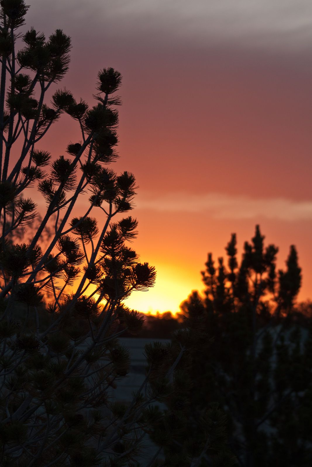An orange sunset behind pine trees in Syracuse, Utah